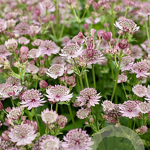 Astrantia m. Pink Button GM P9