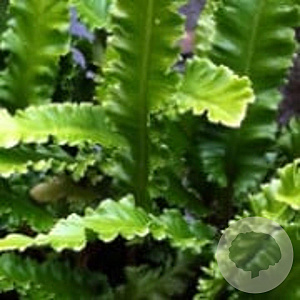 Asplenium scol. 'Angustatum' GM P9
