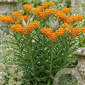 Asclepias tuberosa interior GM P9