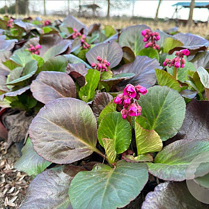 Bergenia 'Bressingham Ruby' GM P9