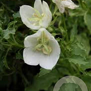 Campanula c. 'Alba' GM P9