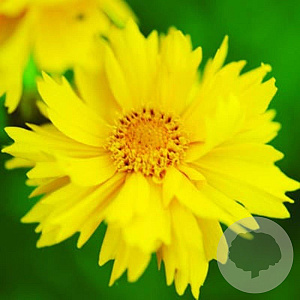Coreopsis gr. 'Sunray' GM P9