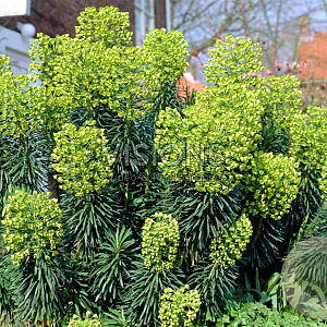 Euphorbia characias characias GM P9