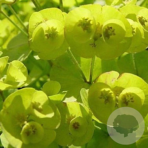 Euphorbia 'Charam' GM P9