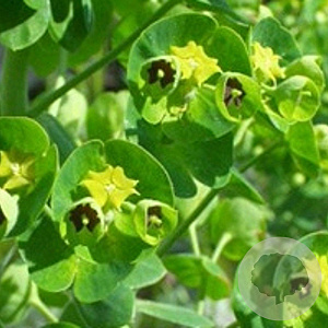 Euphorbia char. 'Humpty Dumpty' GM P9