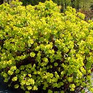 Euphorbia polychroma 'Purpurea' GM P9