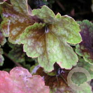 Heuchera 'Beauty Colour' GM P9
