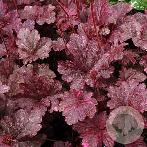 Heuchera 'Midnight Rose' GM P9
