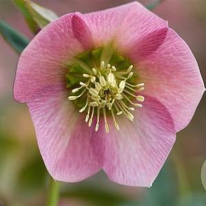 Helleborus o. 'Pretty Ellen Pink' GM P9