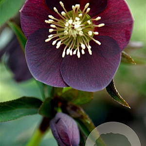 Helleborus o. 'Pretty Ellen Purple' GM P9