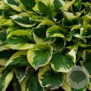 Hosta 'Twilight' GM P9