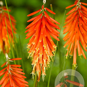 Kniphofia 'Nancy Red' GM P9