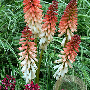 Kniphofia 'Orange Vanilla Popsicle' GM P9
