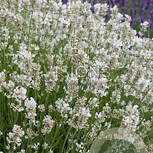 Lavandula ang. 'Nana Alba' GM P9