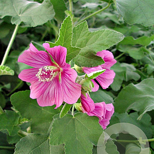 Lavatera 'Bredon Springs' GM P9
