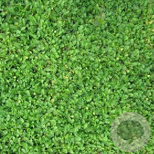 Leptinella dioica 'Minima' GM P9