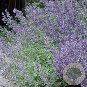 Nepeta 'Dropmore' GM P9
