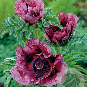 Papaver or. 'Patty's Plum' GM P9