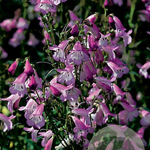 Penstemon 'Alice Hindley' GM P9