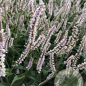 Persicaria a. 'JS Misty Morning' GM P9