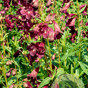 Penstemon 'Raven' GM P9