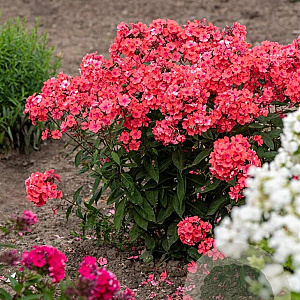 Phlox (P) 'Spitfire' GM P9
