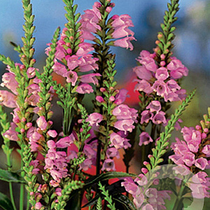 Physostegia virginiana GM P9