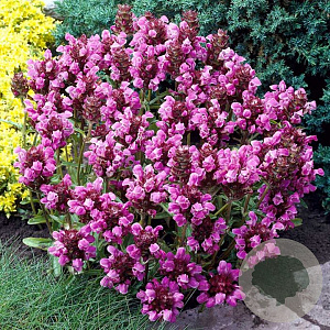 Prunella grand. 'Inshriach Ruby' GM P9
