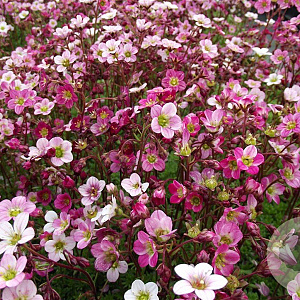 Saxifraga (A) 'Blütenteppich' GM P9