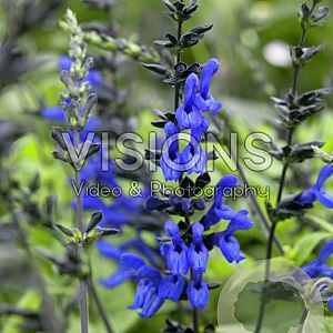 Salvia g. 'Black and Blue' GM P9