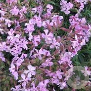 Saponaria lempergii 'Max Frei' GM P9