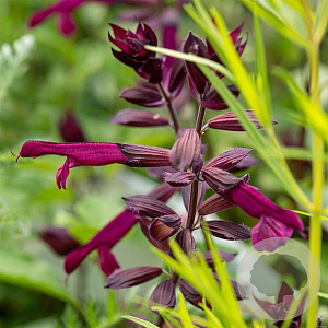 Salvia Love and Wishes GM P9