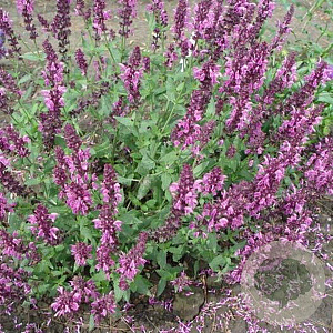 Salvia nem. 'Pink Friesland' GM P9
