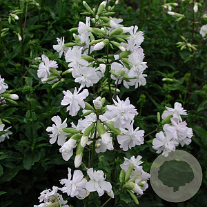 Saponaria officinalis 'Alba Plena' GM P9