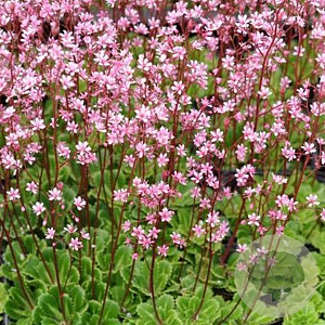 Saxifraga umbrosa 'ClarenceElliott' GM P9