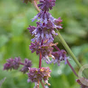Salvia vert. 'Hannay's Blue' GM P9