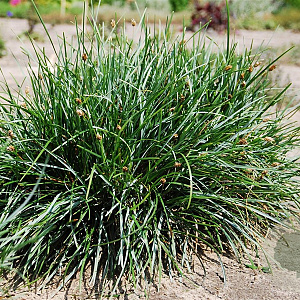 Sesleria sadleriana GM P9