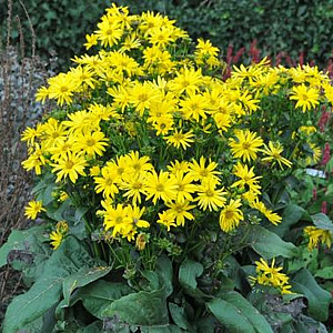 Silphium perf. 'Maya' GM P9
