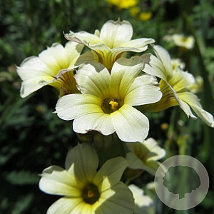 Sisyrinchium striatum GM P9