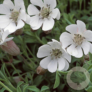 Silene uniflora GM P9