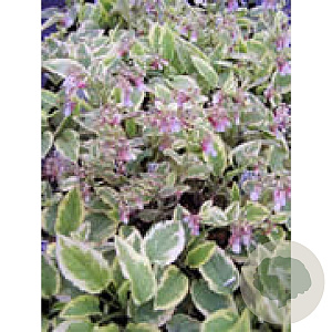 Symphytum grand. 'Goldsmith' GM P9