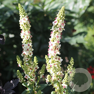 Verbascum chaixii 'Wedding Candles' GM P9