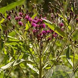 Vernonia lettermannii GM P9