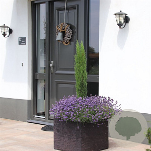 Cupressus semp. 'Totem' 40-50 cm 3,0L
