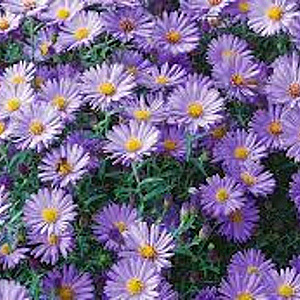 Aster (D) 'Blauer Gletscher' GM P9