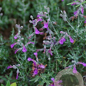 Teucrium subspinosum 30-40 cm 3,0L