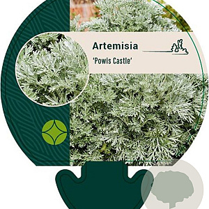 Artemisia 'Powis Castle' GM P9