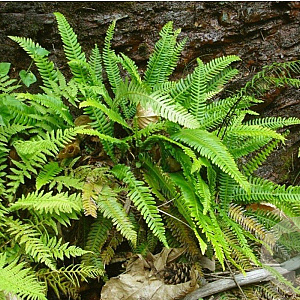 Blechnum spicant GM P9
