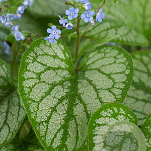 Brunnera macr. 'Jack Frost' GM P9