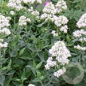 Centranthus ruber 'Albus' GM P9